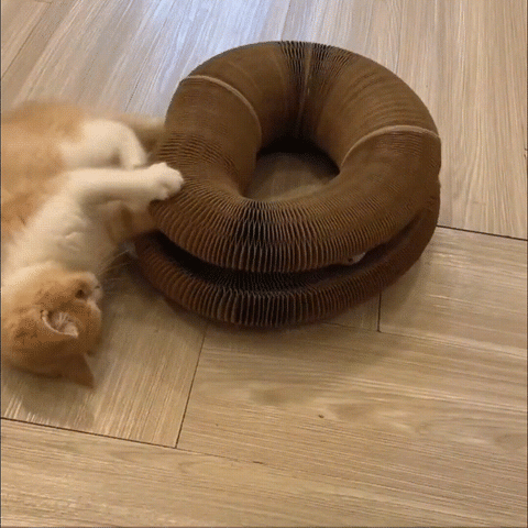 Brinquedo Especial para Gato